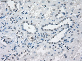 CD32A Antibody - IHC of paraffin-embedded Kidney tissue using anti-FCGR2A mouse monoclonal antibody. (Dilution 1:50).