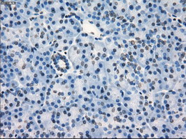 CD32A Antibody - IHC of paraffin-embedded pancreas tissue using anti-FCGR2A mouse monoclonal antibody. (Dilution 1:50).