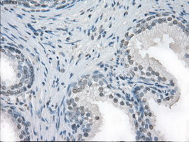 CD32A Antibody - IHC of paraffin-embedded prostate tissue using anti-FCGR2A mouse monoclonal antibody. (Dilution 1:50).