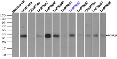 CD32A Antibody - Immunoprecipitation(IP) of FCGR2A by using monoclonal anti-FCGR2A antibodies (Negative control: IP without adding anti-FCGR2A antibody.). For each experiment, 500ul of DDK tagged FCGR2A overexpression lysates (at 1:5 dilution with HEK293T lysate), 2 ug of anti-FCGR2A antibody and 20ul (0.1 mg) of goat anti-mouse conjugated magnetic beads were mixed and incubated overnight. After extensive wash to remove any non-specific binding, the immuno-precipitated products were analyzed with rabbit anti-DDK polyclonal antibody.