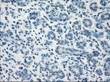 CD32A Antibody - IHC of paraffin-embedded breast tissue using anti-FCGR2A mouse monoclonal antibody. (Dilution 1:50).