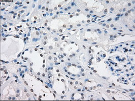CD32A Antibody - IHC of paraffin-embedded Kidney tissue using anti-FCGR2A mouse monoclonal antibody. (Dilution 1:50).