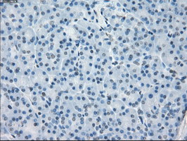 CD32A Antibody - IHC of paraffin-embedded pancreas tissue using anti-FCGR2A mouse monoclonal antibody. (Dilution 1:50).