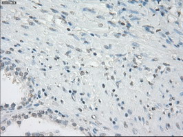 CD32A Antibody - IHC of paraffin-embedded prostate tissue using anti-FCGR2A mouse monoclonal antibody. (Dilution 1:50).