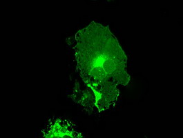 CD32A Antibody - Anti-FCGR2A mouse monoclonal antibody  immunofluorescent staining of COS7 cells transiently transfected by pCMV6-ENTRY FCGR2A.