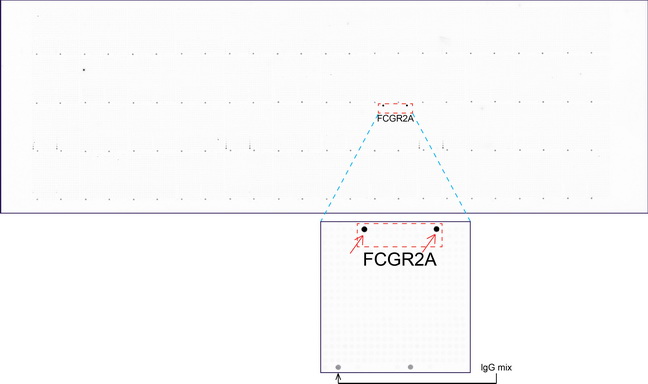 CD32A Antibody - OriGene overexpression protein microarray chip was immunostained with UltraMAB anti-FCGR2A mouse monoclonal antibody. The positive reactive proteins are highlighted with two red arrows in the enlarged subarray. All the positive controls spotted in this subarray are also labeled for clarification.