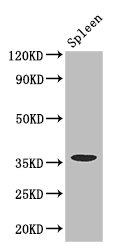CD32A Antibody - Positive WB detected in:Mouse spleen tissue;All lanes: FCGR2A antibody at 3.4ug/ml;Secondary;Goat polyclonal to rabbit IgG at 1/50000 dilution;Predicted band size: 36,35 kDa;Observed band size: 36 kDa;