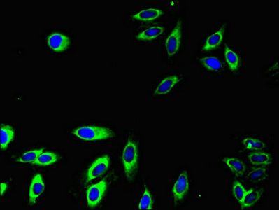 CD32A Antibody - Immunofluorescent analysis of Hela cells using FCGR2A Antibody at dilution of 1:100 and Alexa Fluor 488-congugated AffiniPure Goat Anti-Rabbit IgG(H+L)