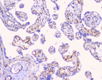 CD32A Antibody - IHC staining of FFPE human placenta with CD32 antibody at 1ug/ml. HIER: boil tissue sections in pH6, 10mM citrate buffer, for 10-20 min followed by cooling at RT for 20 min.