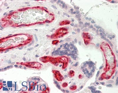 CD32B Antibody - Human Placenta: Formalin-Fixed, Paraffin-Embedded (FFPE).  This image was taken for the unconjugated form of this product. Other forms have not been tested.