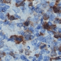CD32B Antibody - Immunohistochemical analysis of CD32b staining in human lymph node formalin fixed paraffin embedded tissue section. The section was pre-treated using heat mediated antigen retrieval with sodium citrate buffer (pH 6.0). The section was then incubated with the antibody at room temperature and detected using an HRP polymer system. DAB was used as the chromogen. The section was then counterstained with hematoxylin and mounted with DPX.