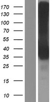 CD32B Protein - Western validation with an anti-DDK antibody * L: Control HEK293 lysate R: Over-expression lysate