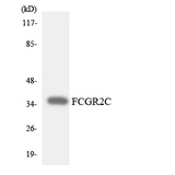 CD32C Antibody - Western blot analysis of the lysates from HeLa cells using FCGR2C antibody.