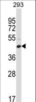 CD32C Antibody - FCGR2C Antibody western blot of 293 cell line lysates (35 ug/lane). The FCGR2C antibody detected the FCGR2C protein (arrow).