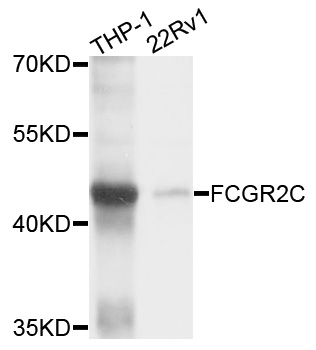 CD32C Antibody - Western blot analysis of extracts of various cell lines, using FCGR2C antibody at 1:1000 dilution. The secondary antibody used was an HRP Goat Anti-Rabbit IgG (H+L) at 1:10000 dilution. Lysates were loaded 25ug per lane and 3% nonfat dry milk in TBST was used for blocking. An ECL Kit was used for detection and the exposure time was 10s.