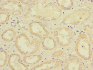 CD32C Antibody - Immunohistochemistry of paraffin-embedded human kidney tissue at dilution 1:100