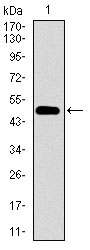 CD33 Antibody - Western blot using CD33 monoclonal antibody against human CD33 recombinant protein. (Expected MW is 49.2 kDa)