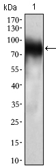 CD33 Antibody - Western blot using CD33 mouse monoclonal antibody against THP-1 (1) cell lysate.