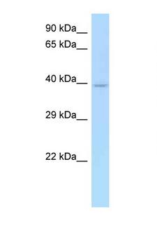CD33 Antibody - CD33 antibody Western blot of Fetal Heart lysate. Antibody concentration 1 ug/ml.  This image was taken for the unconjugated form of this product. Other forms have not been tested.
