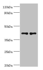 CD33 Antibody - Western blot All lanes: CD33 antibody at 8µg/ml Lane 1: K562 whole cell lysate Lane 2: HepG2 whole cell lysate Secondary Goat polyclonal to rabbit IgG at 1/10000 dilution Predicted band size: 40, 34, 26 kDa Observed band size: 40 kDa