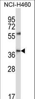 CD33 Antibody - CD33 Antibody western blot of NCI-H460 cell line lysates (35 ug/lane). The CD33 antibody detected the CD33 protein (arrow).