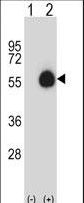 CD33 Antibody - Western blot of CD33 (arrow) using rabbit polyclonal CD33 Antibody. 293 cell lysates (2 ug/lane) either nontransfected (Lane 1) or transiently transfected (Lane 2) with the CD33 gene.