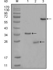 CD33 Antibody - Western blot using CD33 mouse monoclonal antibody against truncated Trx-CD33 recombinant protein (1),truncated CD33 (aa48-258)-His recombinant protein (2) and truncated CD33 (aa18-259)-hIgGFc transfected CHO-K1 cell lysate (3).