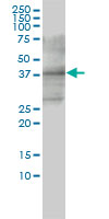 CD33 Antibody - CD33 monoclonal antibody (M01), clone 2D12-G4 Western Blot analysis of CD33 expression in HL-60.