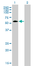 CD33 Antibody - Western Blot analysis of CD33 expression in transfected 293T cell line by CD33 monoclonal antibody (M01), clone 2D12-G4.Lane 1: CD33 transfected lysate(39.7 KDa).Lane 2: Non-transfected lysate.
