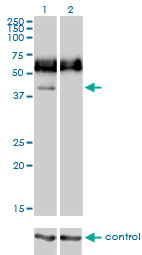 CD33 Antibody - Western blot analysis of CD33 over-expressed 293 cell line, cotransfected with CD33 Validated Chimera RNAi (Lane 2) or non-transfected control (Lane 1). Blot probed with CD33 monoclonal antibody (M01), clone 2D12-G4 . GAPDH ( 36.1 kDa ) used as specificity and loading control.