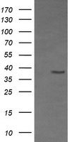 CD33 Antibody - HEK293T cells were transfected with the pCMV6-ENTRY control (Left lane) or pCMV6-ENTRY CD33 (Right lane) cDNA for 48 hrs and lysed. Equivalent amounts of cell lysates (5 ug per lane) were separated by SDS-PAGE and immunoblotted with anti-CD33.