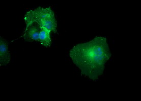 CD33 Antibody - Anti-CD33 mouse monoclonal antibody immunofluorescent staining of COS7 cells transiently transfected by pCMV6-ENTRY CD33.