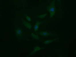 CD33 Antibody - Immunofluorescent staining of HeLa cells using anti-CD33 mouse monoclonal antibody.