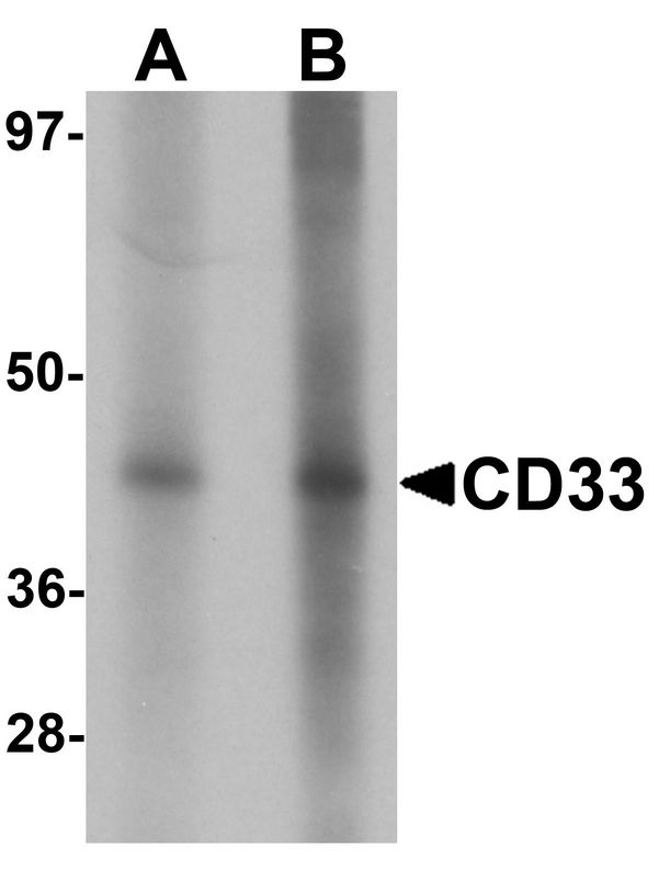 CD33 Antibody - Western blot analysis of CD33 in 3T3 cell lysate with CD33 antibody at (A) 1 and (B) 2 ug/ml.