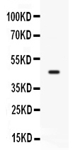CD33 Antibody - Western blot - Anti-CD33/Siglec 3 Antibody