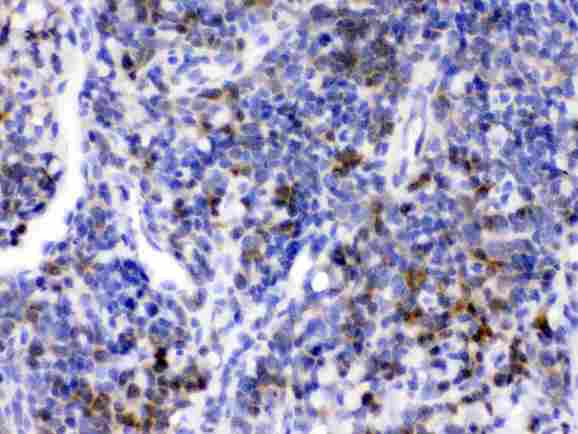 CD33 Antibody - CD33 was detected in paraffin-embedded sections of mouse pleen tissues using rabbit anti- CD33 Antigen Affinity purified polyclonal antibody
