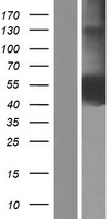 CD33 Protein - Western validation with an anti-DDK antibody * L: Control HEK293 lysate R: Over-expression lysate