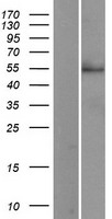 CD33 Protein - Western validation with an anti-DDK antibody * L: Control HEK293 lysate R: Over-expression lysate