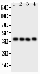 CD34 Antibody - Western blot - Anti-CD34 Picoband Antibody