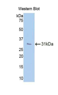 CD34 Antibody - Western blot of recombinant CD34.  This image was taken for the unconjugated form of this product. Other forms have not been tested.