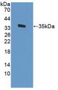 CD34 Antibody - Western Blot; Sample: Recombinant CD34, Human.