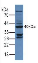 CD34 Antibody - Western Blot; Sample: Mouse Testis Tissue.