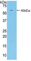 CD34 Antibody - Western Blot; Sample: Recombinant CD34, Mouse.