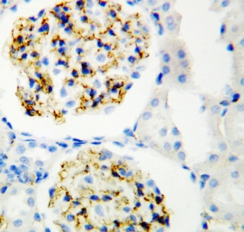 CD34 Antibody - IHC-P: CD34 antibody testing of rat kidney