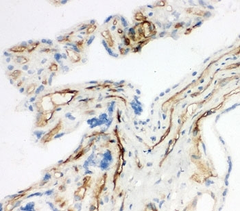 CD34 Antibody - IHC-F testing of CD34 antibody and rat placenta