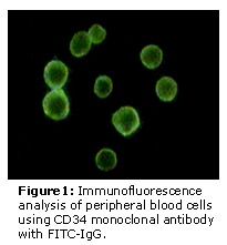 CD34 Antibody