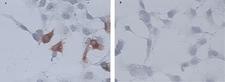 CD34 Antibody - Immunocytochemical staining of chicken CD34 transfected COS-7 cells (A) with Mouse anti-Chicken CD34 detected using an AEC detection system. Mock transfected cells (B)(Image courtesy of the Roslin Institute)