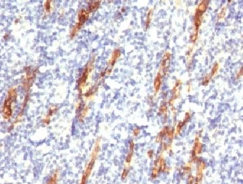 CD34 Antibody - IHC testing of FFPE human tonsil with CD34 antibody (clone CDLA34-1).  This image was taken for the unmodified form of this product. Other forms have not been tested.
