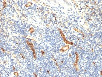 CD34 Antibody - Formalin-fixed, paraffin-embedded human tonsil stained with anti-CD34 antibody (HPCA1/1171).  This image was taken for the unmodified form of this product. Other forms have not been tested.