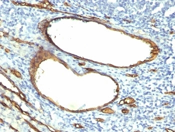 CD34 Antibody - Formalin-fixed, paraffin-embedded human tonsil stained with CD34 antibody (HPCA1/763).  This image was taken for the unmodified form of this product. Other forms have not been tested.